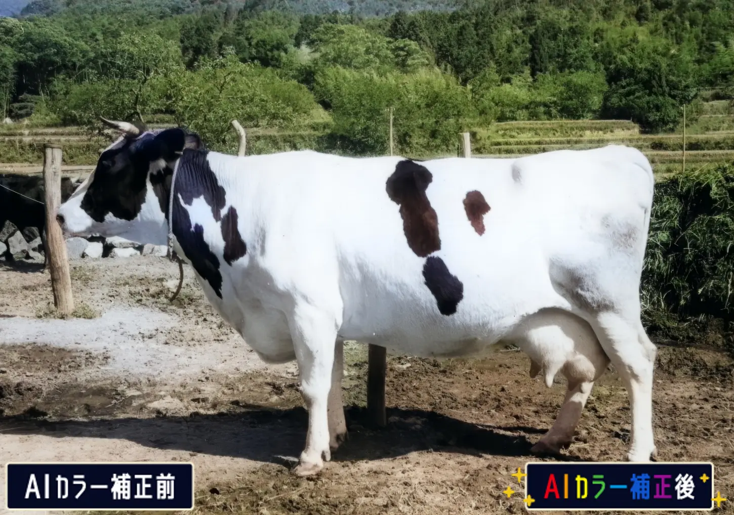 AIカラー化のイメージ画像